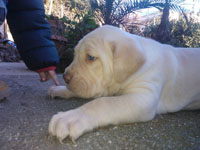 cucciolata cane corso